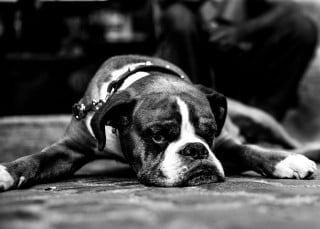 Animali: in arrivo pene più severe per chi li maltratta
