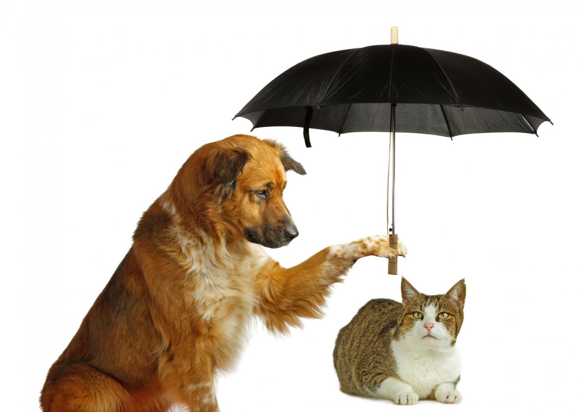 Animali: arriva la prima mutua per cani e gatti