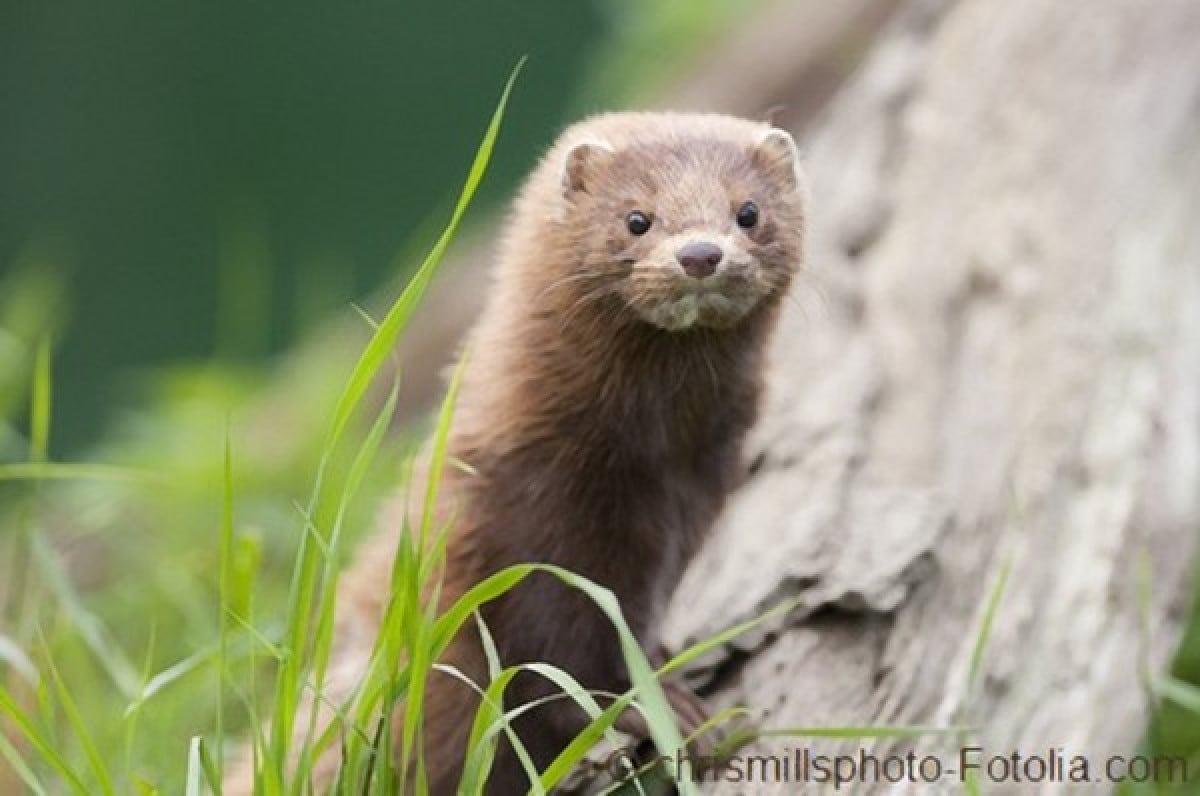 Maltrattare gli animali è reato? Non se dopo ci fai una pelliccia