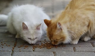 Gatti randagi e responsabilità penale: la Cassazione tutela le “gattare”