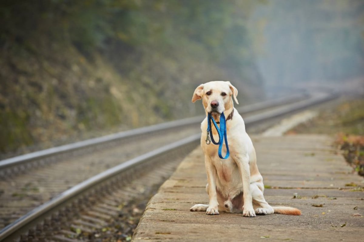 Smarrimento cane: multa per l'omessa denuncia