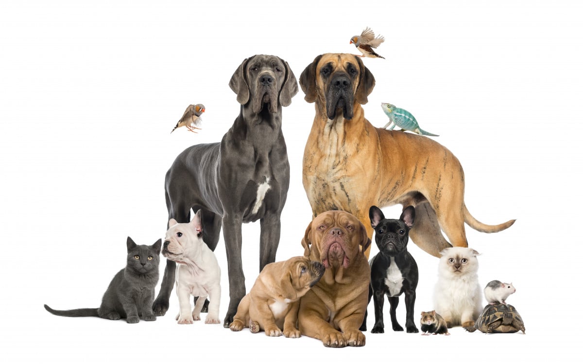 Si possono tenere gli animali all'interno del condominio?