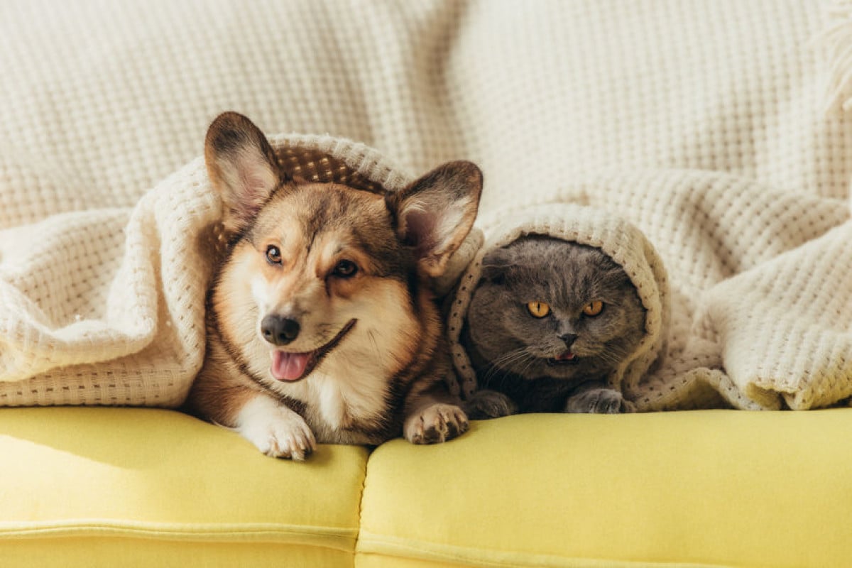 Bonus animali domestici