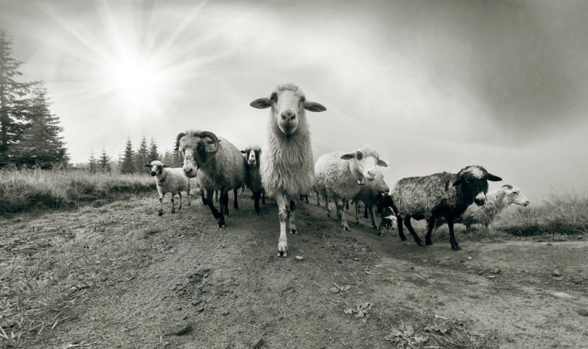 L'introduzione o abbandono di animali nel fondo altrui