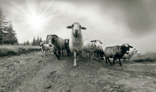 L'introduzione o abbandono di animali nel fondo altrui