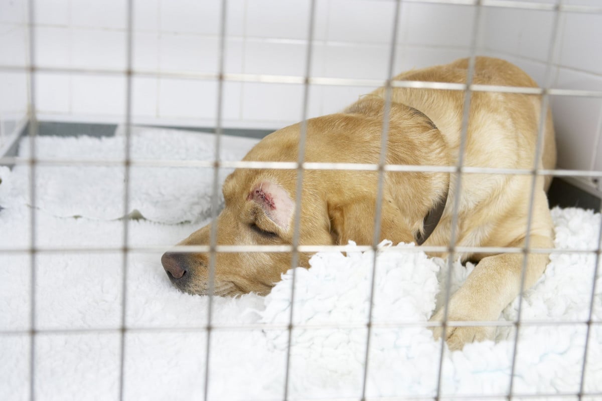 In carcere chi maltratta gli animali