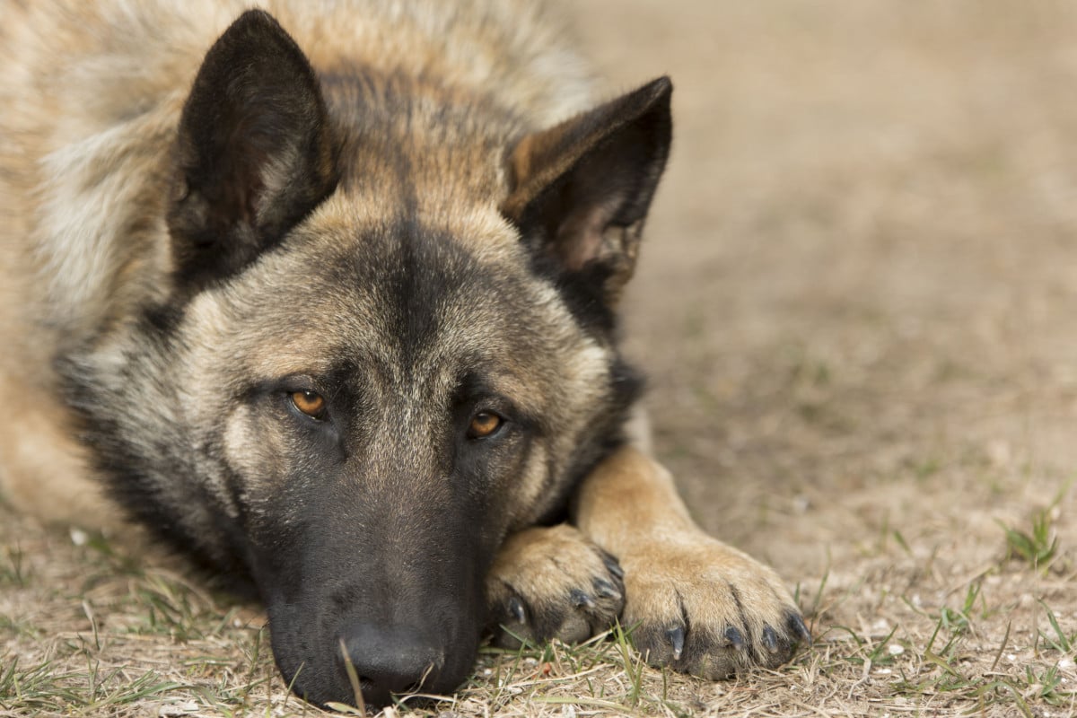 La perdita del cane va risarcita