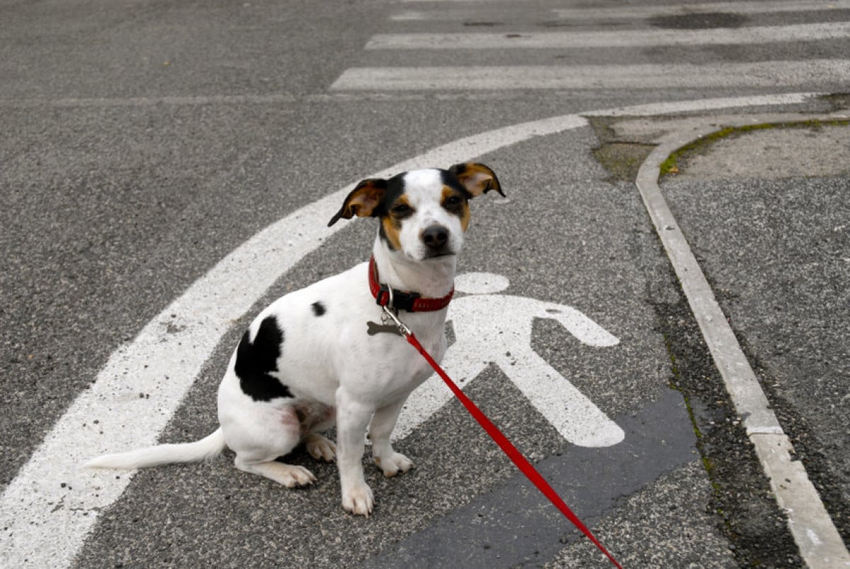Il guinzaglio per il cane è obbligatorio?