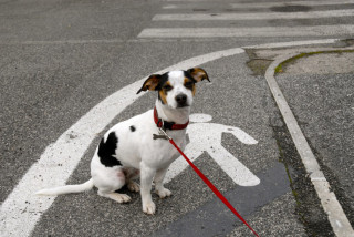 Il guinzaglio per il cane è obbligatorio?