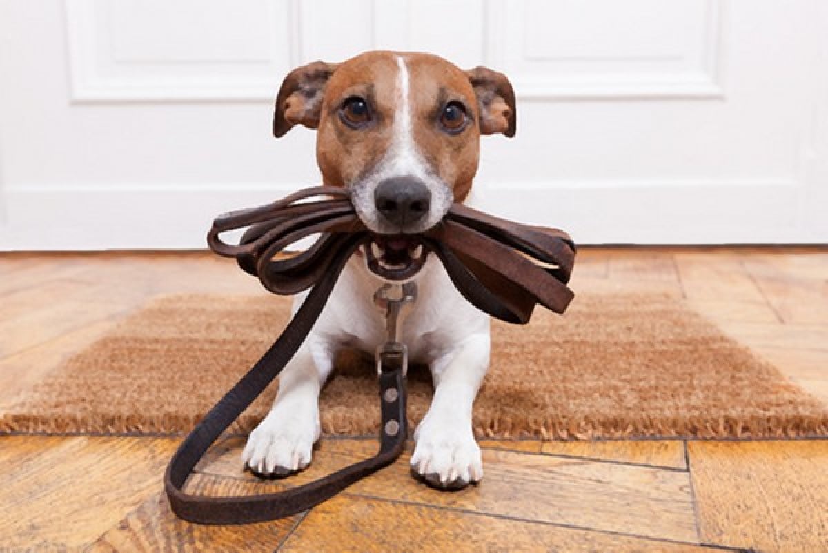 Il cane in condominio va tenuto al guinzaglio?