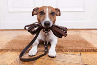 Porti fuori il cane? Paghi i danni anche se non è tuo