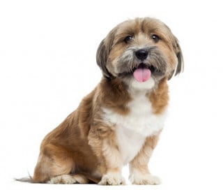 Corte Ue: le adozioni di animali oltre confine sono "movimentazioni commerciali" anche se non hanno scopo di lucro