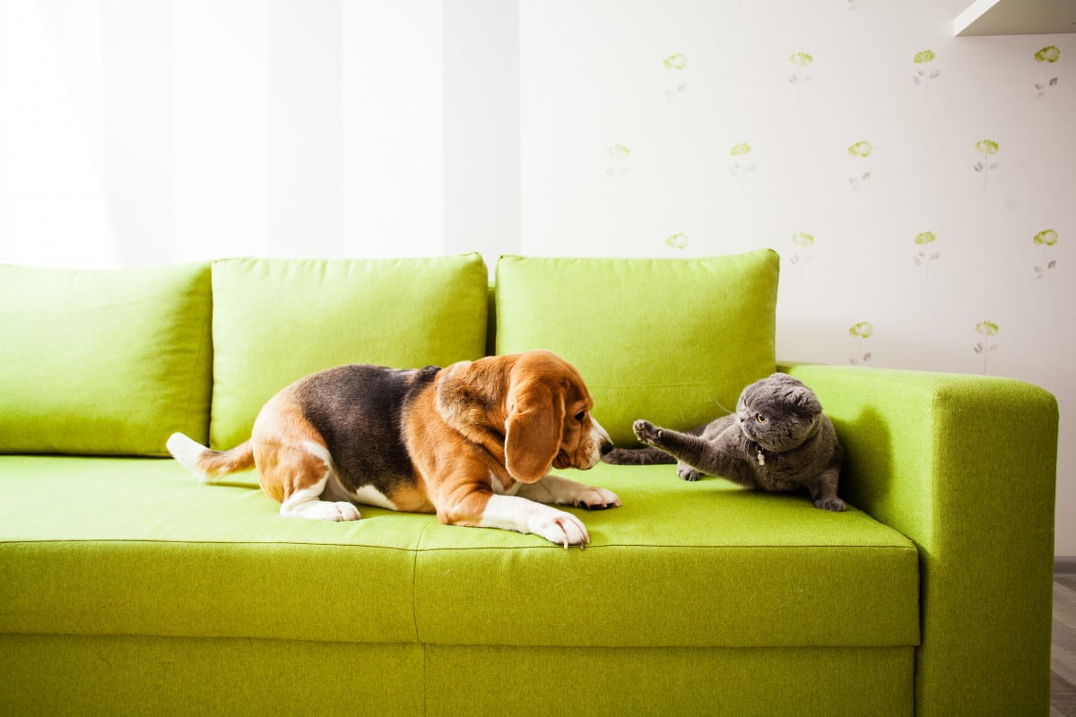 Condominio: quanti animali domestici è possibile tenere in appartamento?