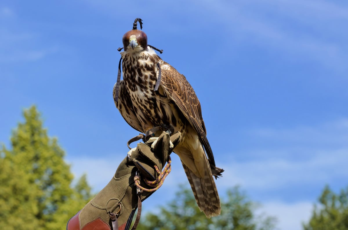 La falconeria e i suoi limiti