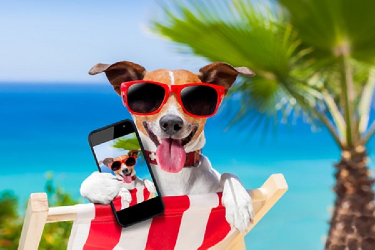 Tar: via libera ai cani sulle spiagge