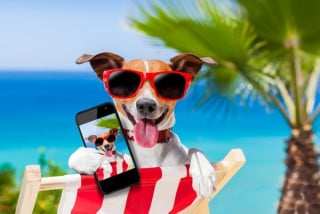 In spiaggia con Fido: solo l'ordinanza comunale può vietarlo