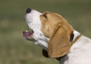 Lasciar abbaiare il cane è reato