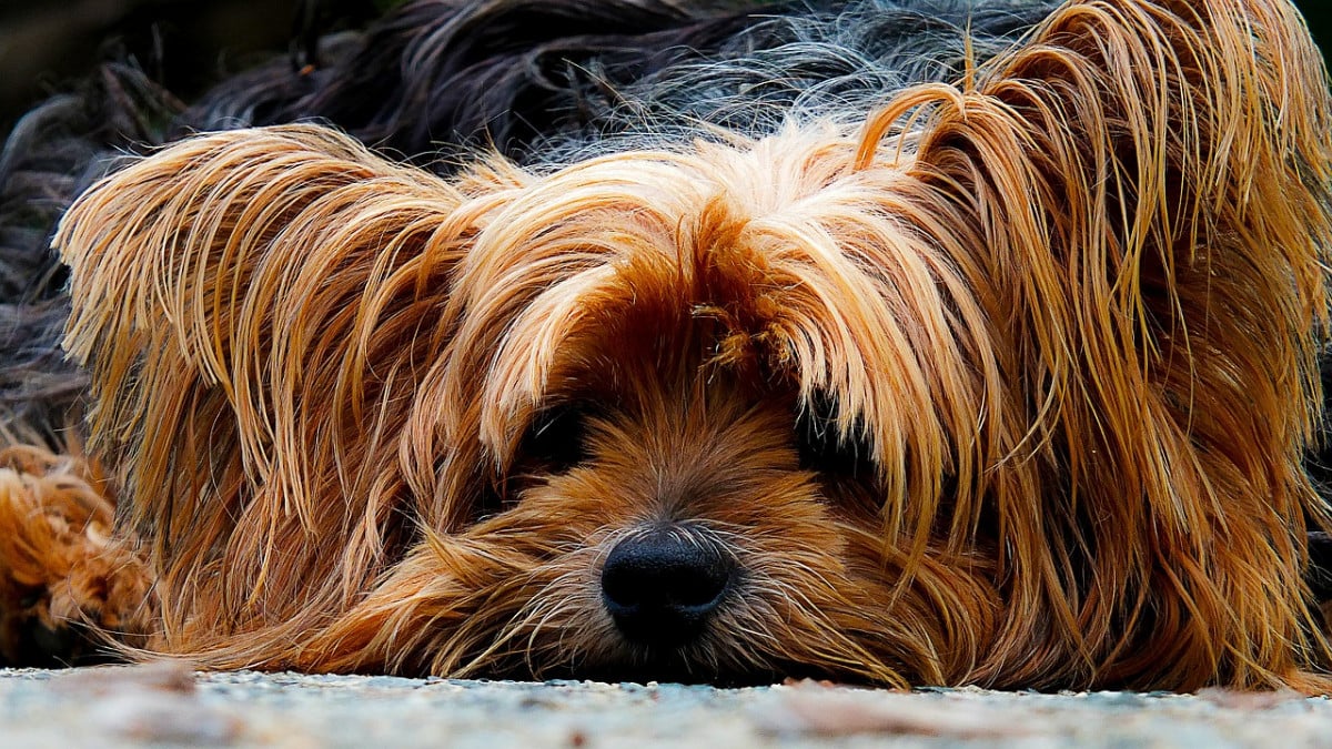 Cassazione: abbandono di animale lasciare il cucciolo in garage