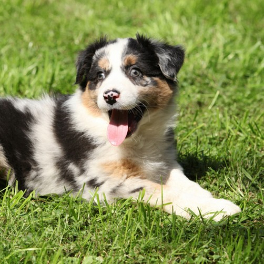 Tar: via libera ai cani nei parchi! Basta che l'area sia grande
