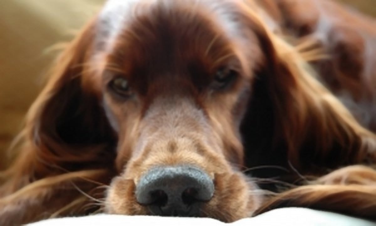 VIVISEZIONE da bandire per tutti gli animali, non solo i beagle