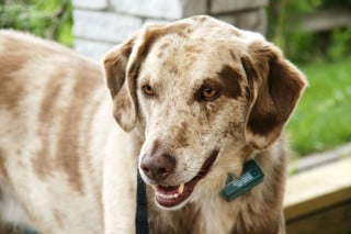Cassazione: imporre il collare antiabbaio al cane è reato