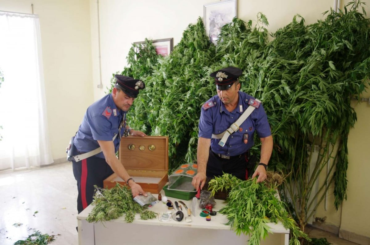 Coltivazione di cannabis: per la Cassazione è reato anche senza principio attivo.