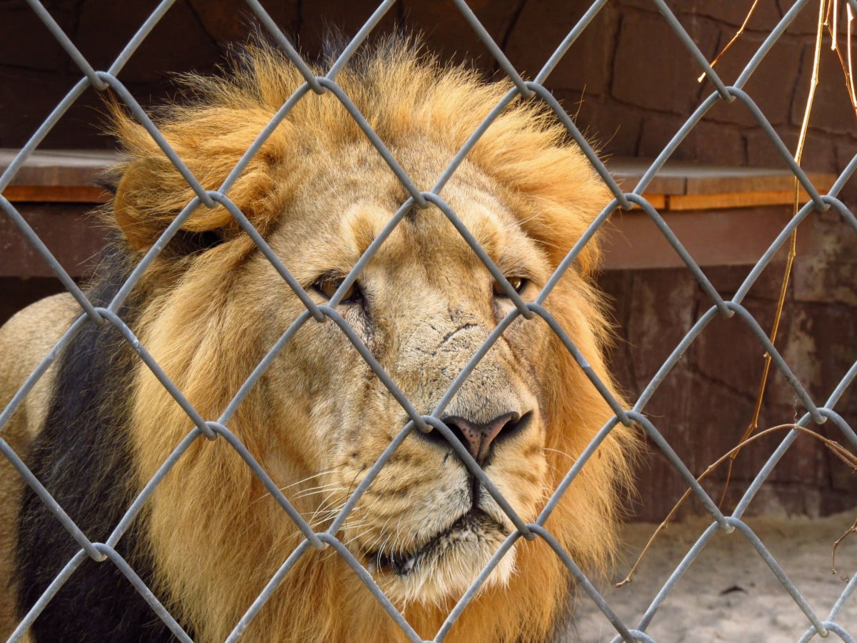 Addio animali nei circhi: arriva la legge