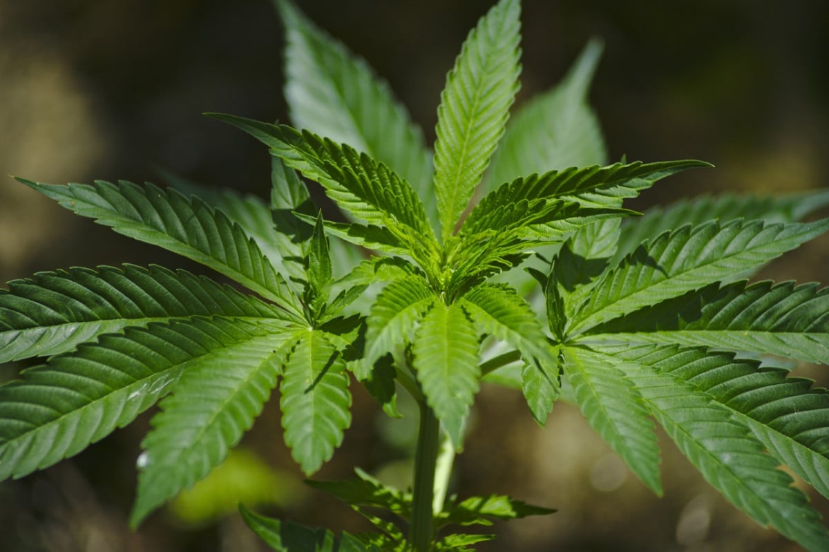 Si può acquistare CBD online in Italia? Cosa dice la legge