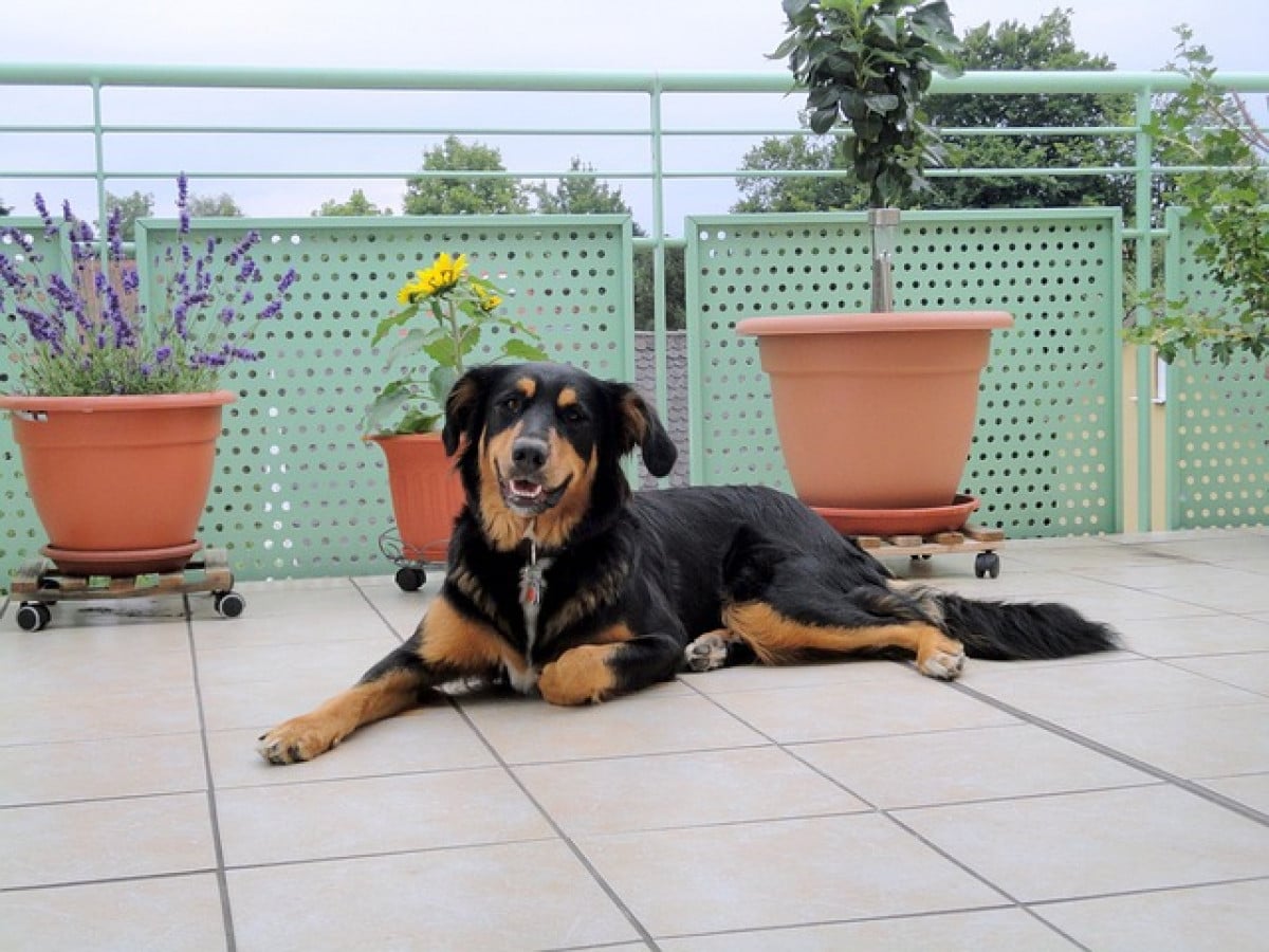 Cassazione: lanciare sassi contro i cani è reato