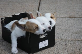 Cani abbandonati davanti a un canile: reato non punibile?