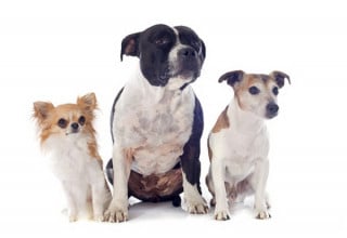 Cassazione: cane chiuso in giardino senza guinzaglio azzanna la vicina? Proprietaria va condannata per lesioni colpose