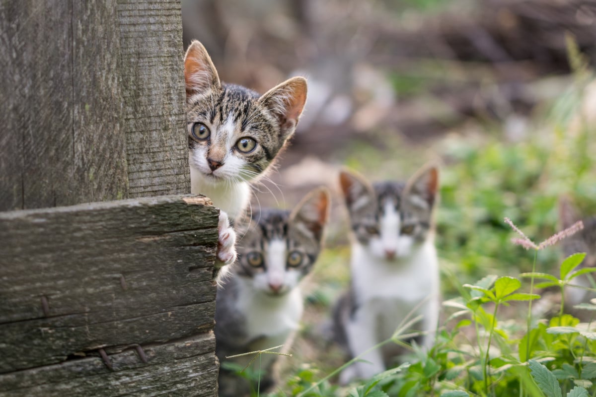 Cassazione: è reato vivere con 33 gatti in casa