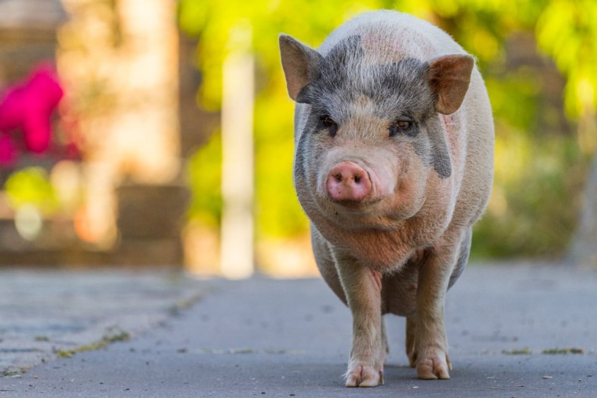 Il maiale è un animale domestico?