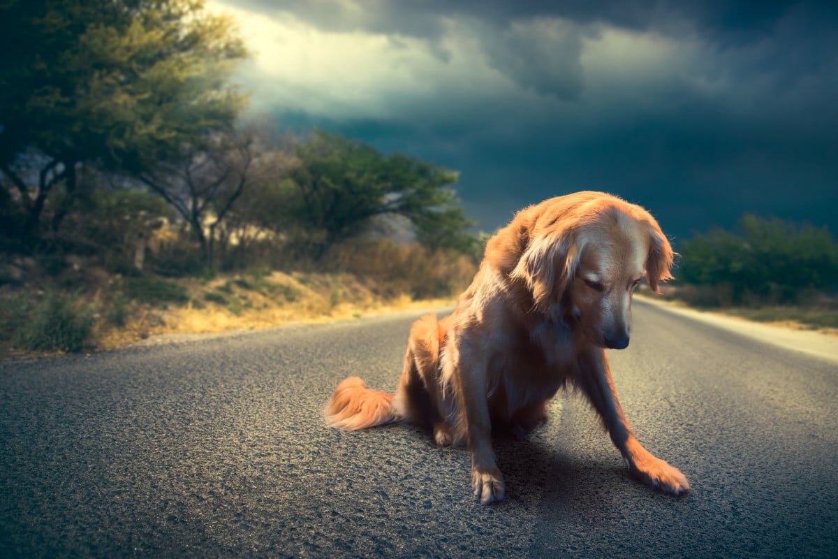 La Cassazione sul maltrattamento di animali