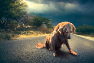La Cassazione sul maltrattamento di animali