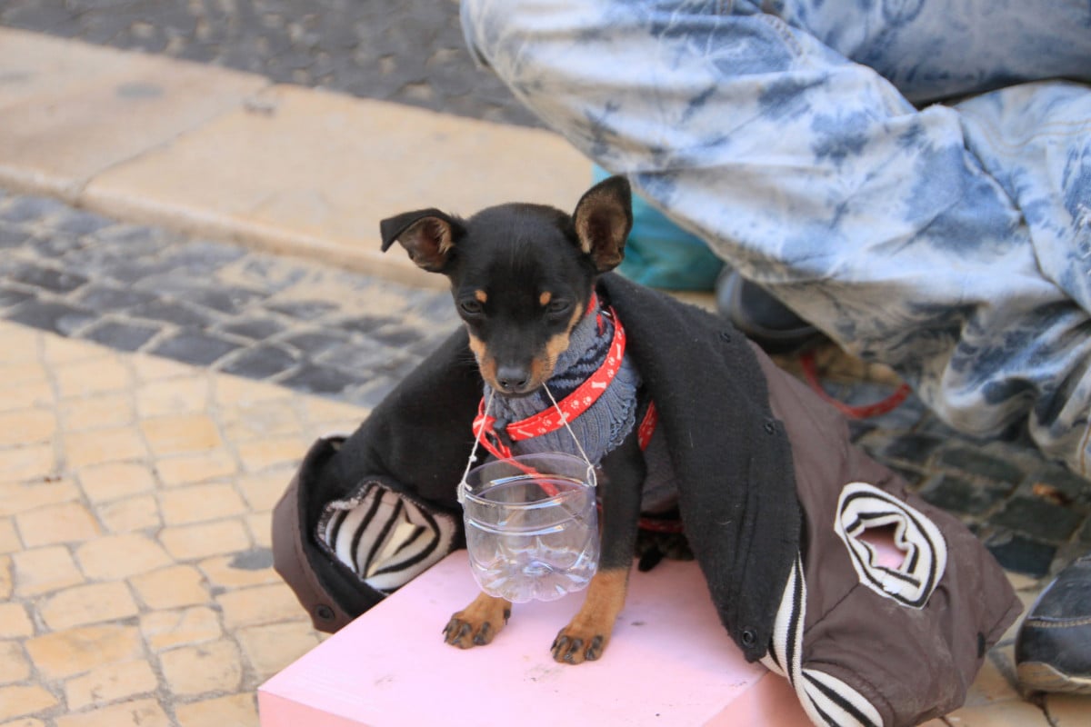 Divieto di accattonaggio con animali