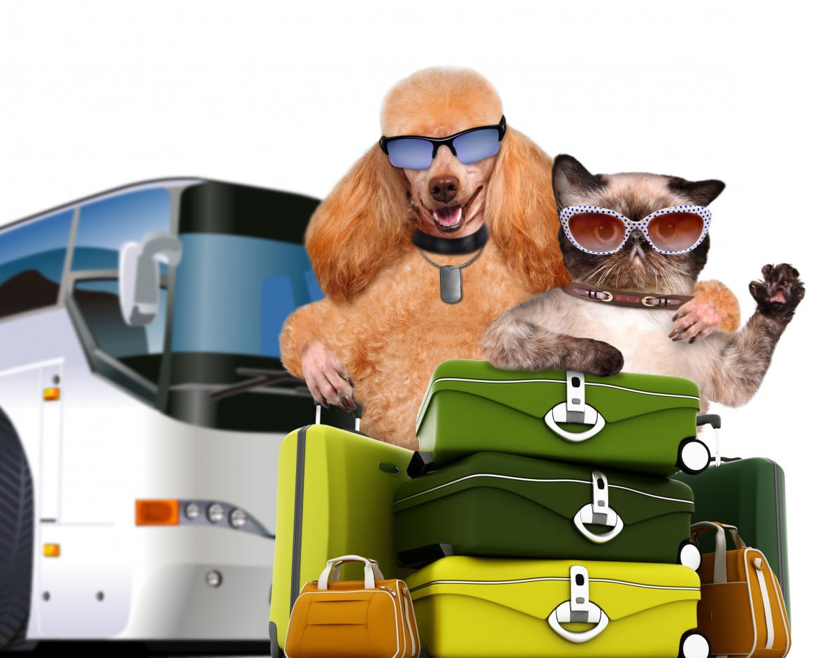 Via libera agli animali domestici sui mezzi pubblici