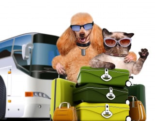 Via libera agli animali domestici sui mezzi pubblici