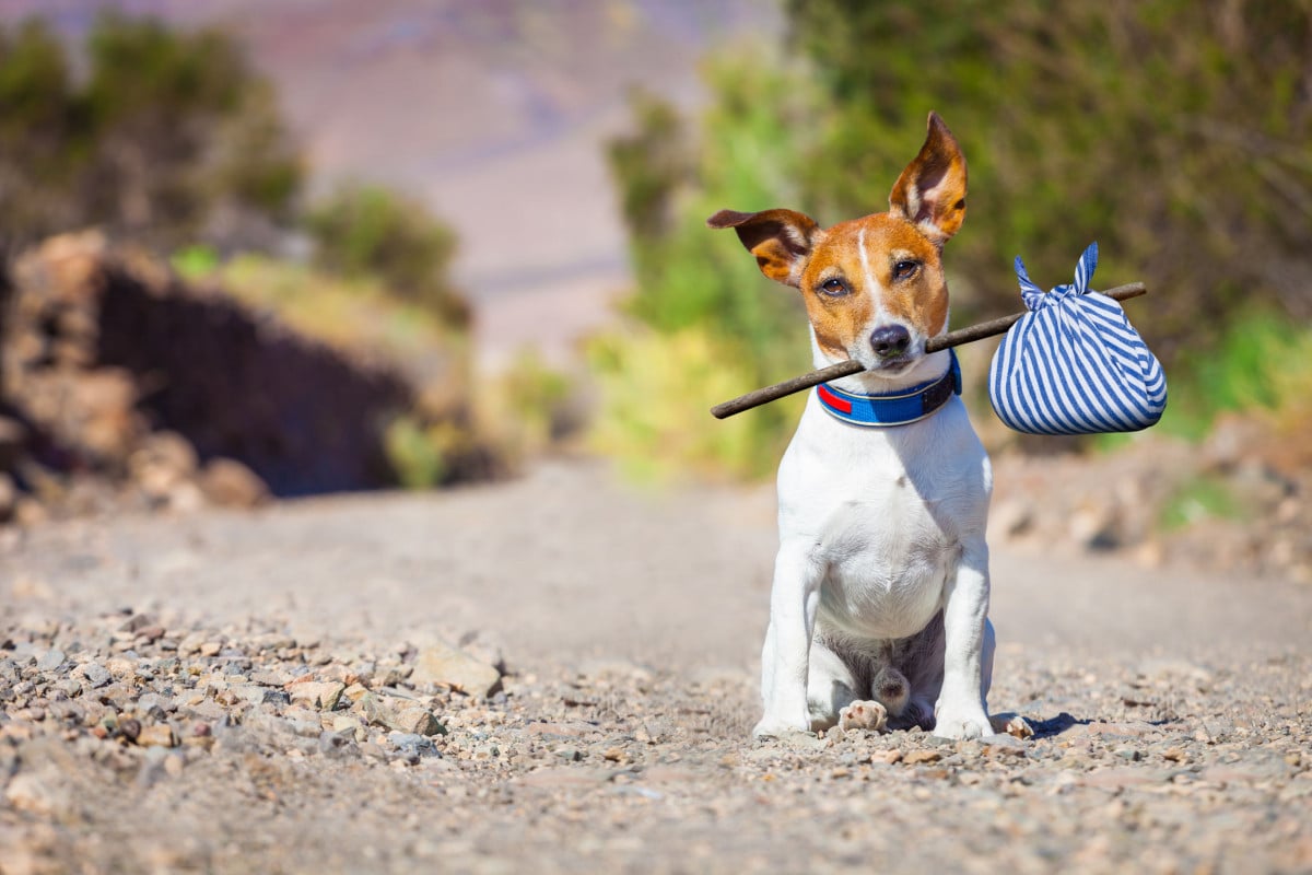 Tari ridotta del 70% per chi adotta un cane
