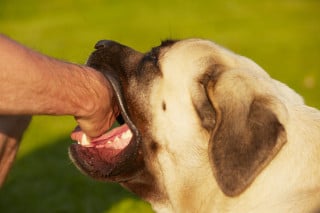 Accarezzi il cane e ti morde? Nessun risarcimento